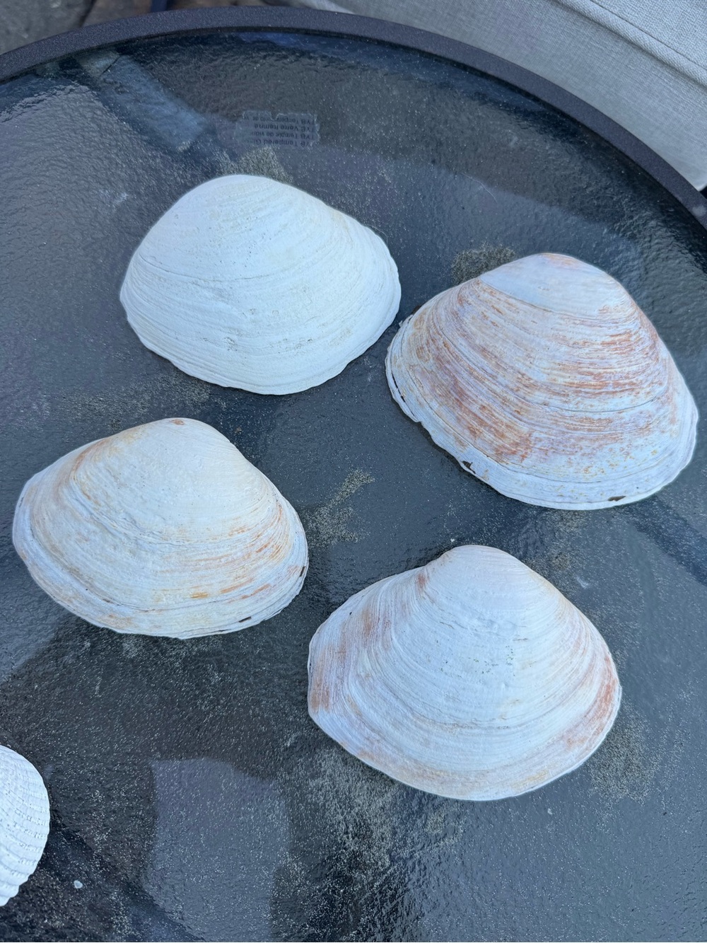 PNW Assorted White Seashell Collection - Picture 5 of 9